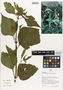 Flora of Ucayali, Peru: Schistocarpha eupatorioides (Fenzl) Kuntze, Peru, J. G. Graham 664, F