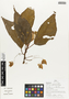 Flora of Ucayali, Peru: Begonia maynensis A. DC., Peru, J. G. Graham 900, F