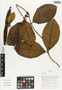 Flora of Ucayali, Peru: Apocynaceae, Peru, J. Schunke Vigo 15655, F