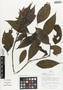 Flora of Ucayali, Peru: Justicia pyrrhostachya (Lindau) Wassh., Peru, J. Schunke Vigo 15619, F