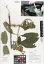 Flora of Ucayali, Peru: Ruellia siraensis Wassh., Peru, J. G. Graham 578, F