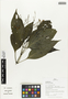 Flora of Ucayali, Peru: Ruellia pearcei Rusby, Peru, J. G. Graham 2766, F