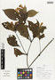 Flora of Ucayali, Peru: Ruellia yurimaguensis Lindau, Peru, J. Schunke Vigo 16174, F
