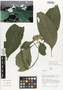 Flora of Ucayali, Peru: Ruellia glischrocalyx (Nees) J. Lindau, Peru, J. G. Graham 647, F