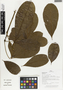 Flora of Ucayali, Peru: Pachira Aubl., Peru, J. G. Graham 2558, F