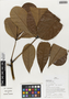 Flora of Ucayali, Peru: Pachira aquatica Aubl., Peru, J. G. Graham 570, F