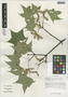 Acer cappadocicum subsp. sinicum (Rehder) Hand.-Mazz., China, D. E. Boufford 35932, F