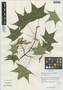 Acer cappadocicum subsp. sinicum (Rehder) Hand.-Mazz., China, D. E. Boufford 35824, F