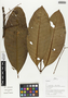 Flora of Ucayali, Peru: Chrysochlamys, Peru, J. G. Graham 2754, F