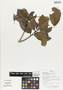 Flora of Ucayali, Peru: Terminalia oblonga (Ru?z & Pav.) Steud., Peru, J. G. Graham 2613, F