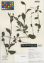 Flora of the Lomas Formations: Plumbago coerulea Kunth, Peru, S. D. Knapp 8347, F