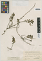 Flora of the Lomas Formations: Peperomia coquimbensis Skottsb., Chile, C. J. F. Skottsberg 832, F