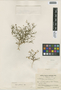 Flora of the Lomas Formations: Gilia glutinosa Phil., Chile, I. M. Johnston 4815, F