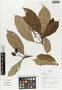 Flora of Ucayali, Peru: Pourouma minor Benoist, Peru, J. G. Graham 2745, F