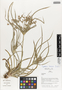 Flora of Ucayali, Peru: Cyperus laxus Lam., Peru, J. G. Graham 243, F
