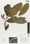Flora of Ucayali, Peru: Sloanea, Peru, J. G. Graham 802, F