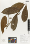 Flora of Ucayali, Peru: Erythroxylum macrophyllum Cav. sensu lato, Peru, J. G. Graham 924, F