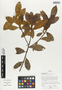 Flora of Ucayali, Peru: Erythroxylum mucronatum Benth., Peru, J. Schunke Vigo 16330, F