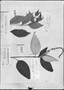 Field Museum photo negatives collection; Genève specimen of Croton betaceus Baill., BRAZIL, G. Gardner 1840, Type [status unknown], G-DC