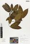 Flora of Ucayali, Peru: Gnetum, Peru, J. G. Graham 2732, F