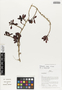 Flora of Ucayali, Peru: Codonanthe uleana Fritsch, Peru, J. Schunke Vigo 16084, F