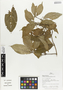 Flora of Ucayali, Peru: Pristimera celastroides (Kunth) A. C. Sm., Peru, J. Schunke Vigo 15341, F