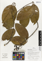 Flora of Ucayali, Peru: Tontelea mauritioides (A. C. Sm.) A. C. Sm., Peru, J. Schunke Vigo 16492, F