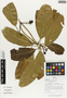 Flora of Ucayali, Peru: Endlicheria pyriformis (Nees) Mez, Peru, J. G. Graham 2590, F