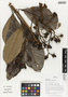 Flora of Ucayali, Peru: Pleurothyrium cuneifolium Nees, Peru, J. G. Graham 2228, F