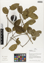 Flora of Ucayali, Peru: Strychnos panamensis Seem., Peru, J. G. Graham 383, F