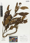 Flora of Ucayali, Peru: Pavonia fruticosa (Fawc. & Rendle) Mill., Peru, J. Schunke Vigo 15978, F
