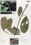 Flora of Ucayali, Peru: Abuta grandifolia (Mart.) Sandwith, Peru, J. G. Graham 595, F