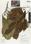 Flora of Ucayali, Peru: Abuta grandifolia (Mart.) Sandwith, Peru, J. G. Graham 409, F