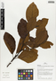 Flora of Ucayali, Peru: Calycophyllum spruceanum (Benth.) K. Schum., Peru, J. G. Graham 321, F