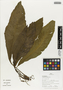 Flora of Ucayali, Peru: Asplenium brasiliense Sw., Peru, J. G. Graham 1133, F