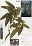 Flora of Ucayali, Peru: Lomariopsis japurensis (Mart.) J. Sm., Peru, J. G. Graham 618, F