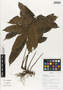 Flora of Ucayali, Peru: Lomariopsis japurensis (Mart.) J. Sm., Peru, J. G. Graham 846, F