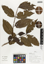 Flora of Ucayali, Peru: Psidium acutangulum DC., Peru, J. G. Graham 1132, F