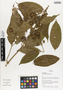 Flora of Ucayali, Peru: Aegiphila smithii Moldenke, Peru, J. G. Graham 557, F