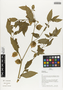 Flora of Ucayali, Peru: Physalis angulata L., Peru, J. G. Graham 462, F