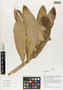 Flora of Ucayali, Peru: Costus arabicus L., Peru, J. G. Graham 421, F