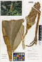 Flora of Ucayali, Peru: Costus guanaiensis var. guanaiensis, Peru, J. G. Graham 1135, F