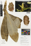 Flora of Ucayali, Peru: Costus guanaiensis Rusby, Peru, J. G. Graham 725, F