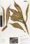 Flora of Ucayali, Peru: Dimerocostus strobilaceus subsp. gutierrezii (Kuntze) Maas, Peru, J. G. Graham 432, F
