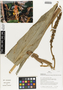 Flora of Ucayali, Peru: Renealmia thyrsoidea (Ruíz & Pav.) Poepp. & Endl., Peru, J. G. Graham 734, F