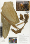 Flora of Ucayali, Peru: Renealmia thyrsoidea (Ruíz & Pav.) Poepp. & Endl., Peru, J. G. Graham 712, F
