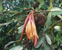 Flora of Ucayali, Peru: Pachira insignis (Sw.) Sw. ex Savigny, Peru, J. Schunke Vigo 15539, F