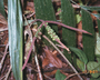 Flora of Ucayali, Peru: Arecaceae, Peru, J. Schunke Vigo 15632, F