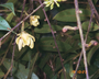 Flora of Ucayali, Peru: Guatteria tomentosa Rusby, Peru, J. Schunke Vigo 15664, F
