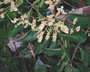 Flora of Ucayali, Peru: Combretum laxum Jacq., Peru, J. G. Graham 2271, F